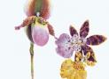 jewelry  accessories