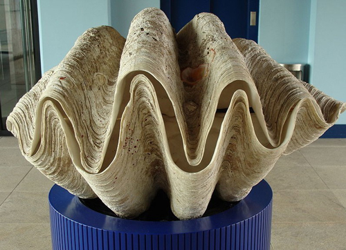美6米帶魚現身 盤點巨型美味“海怪”食材