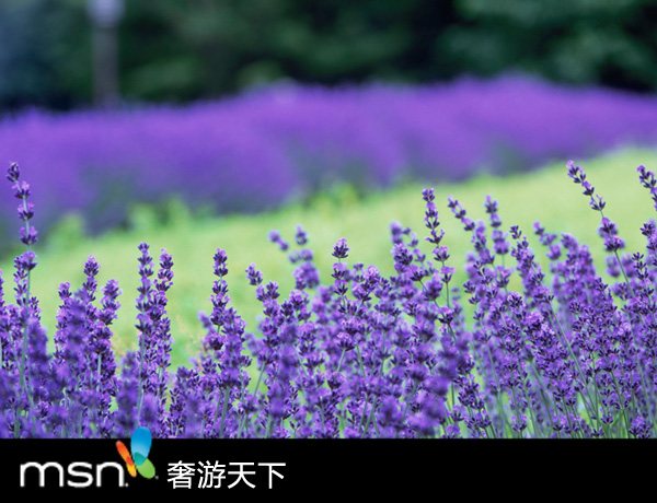 甜品天堂 北海道四季甜蜜之旅