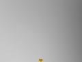 Burberry黃色PVC布蕾茲手袋
