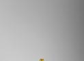 Burberry黃色PVC布蕾茲手袋